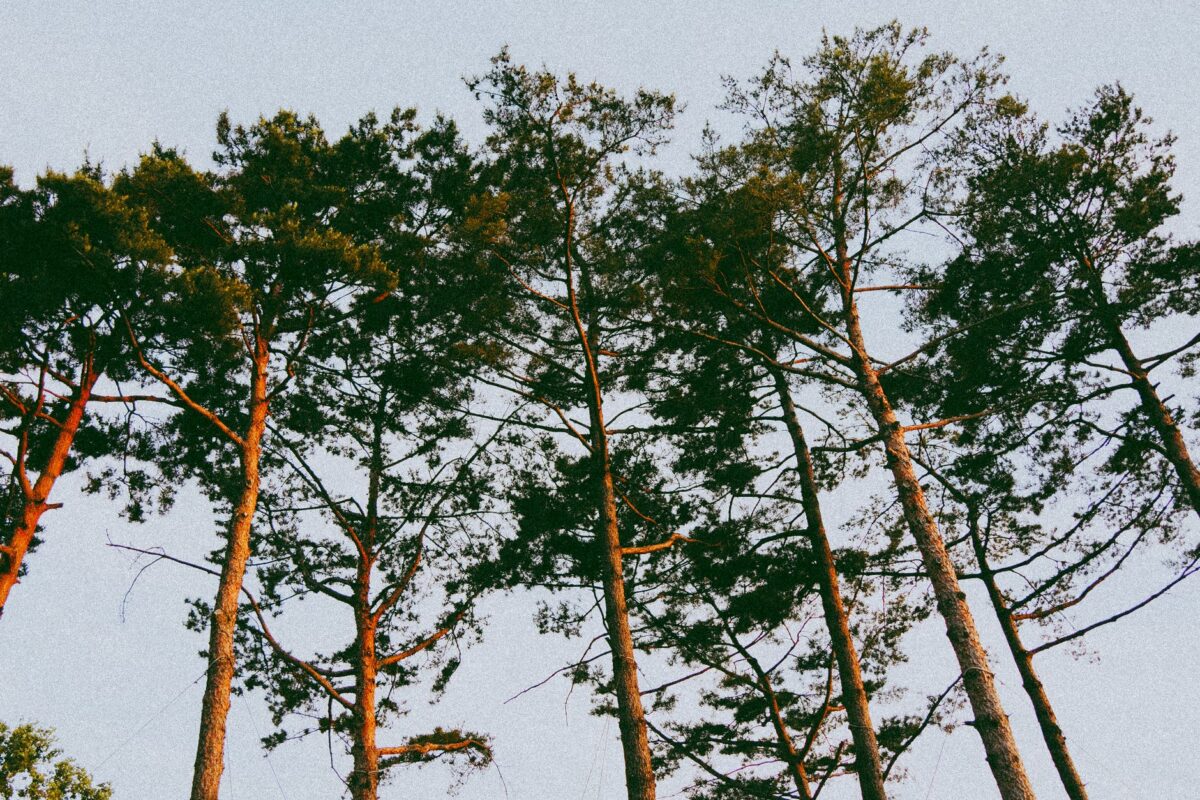clan walden thoreau transcendantalisme éclaire sobriété