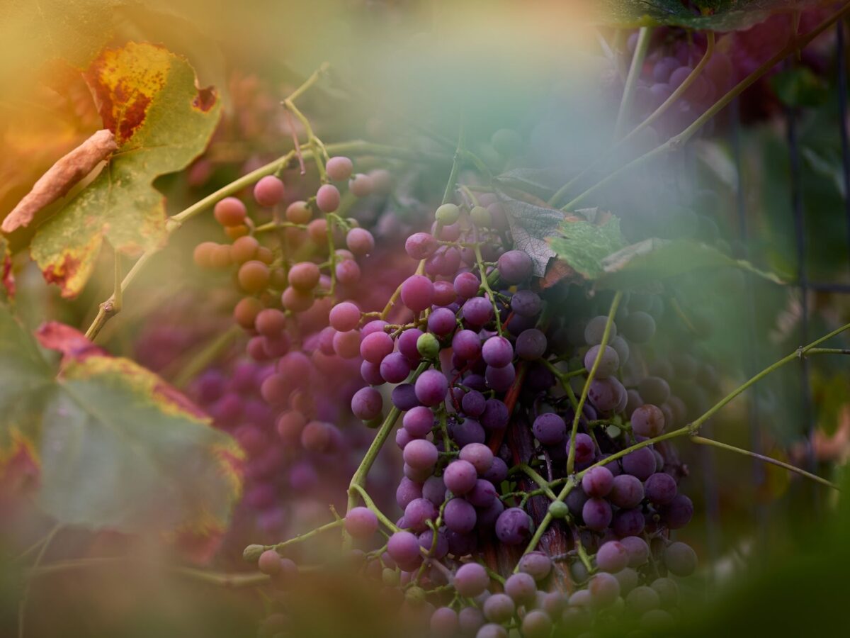 vendanges toxiques vrai réduire risques liés