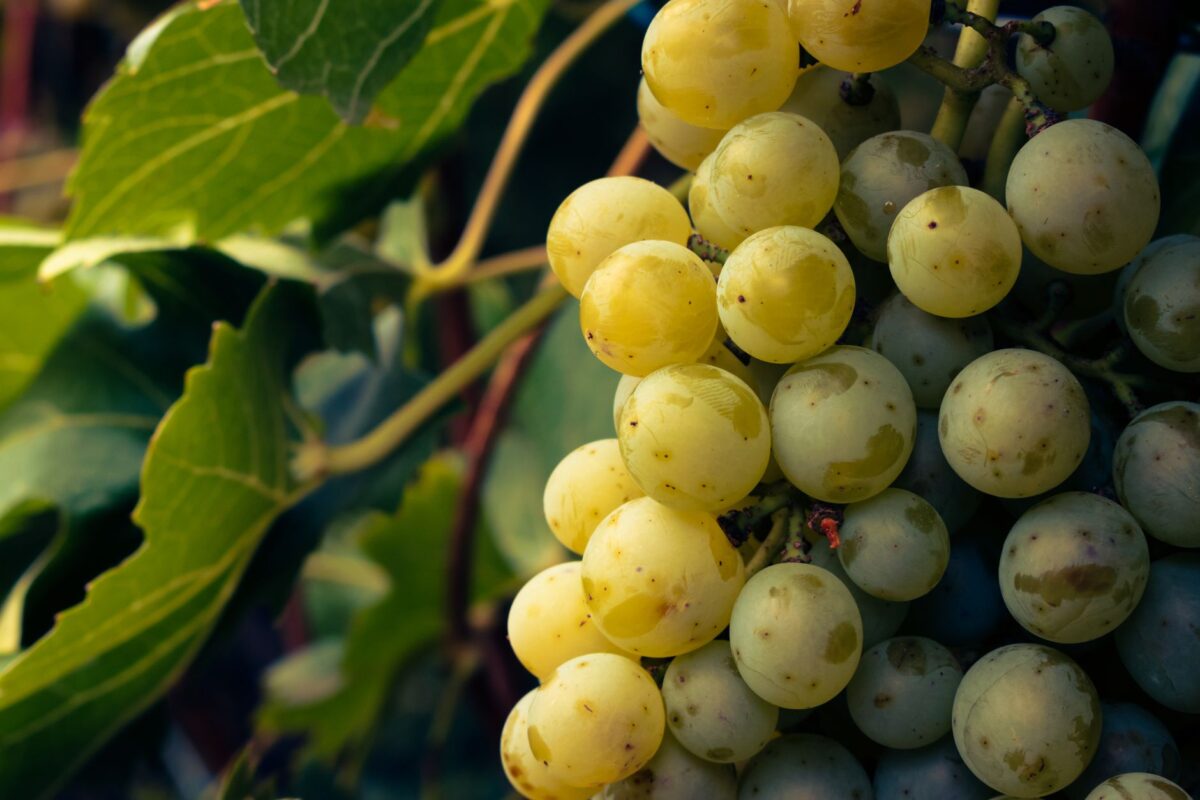 vendanges toxiques vrai chiffres récents relient